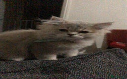 British Longhair cats for sale: British long hair kittens for sale  - Image 6