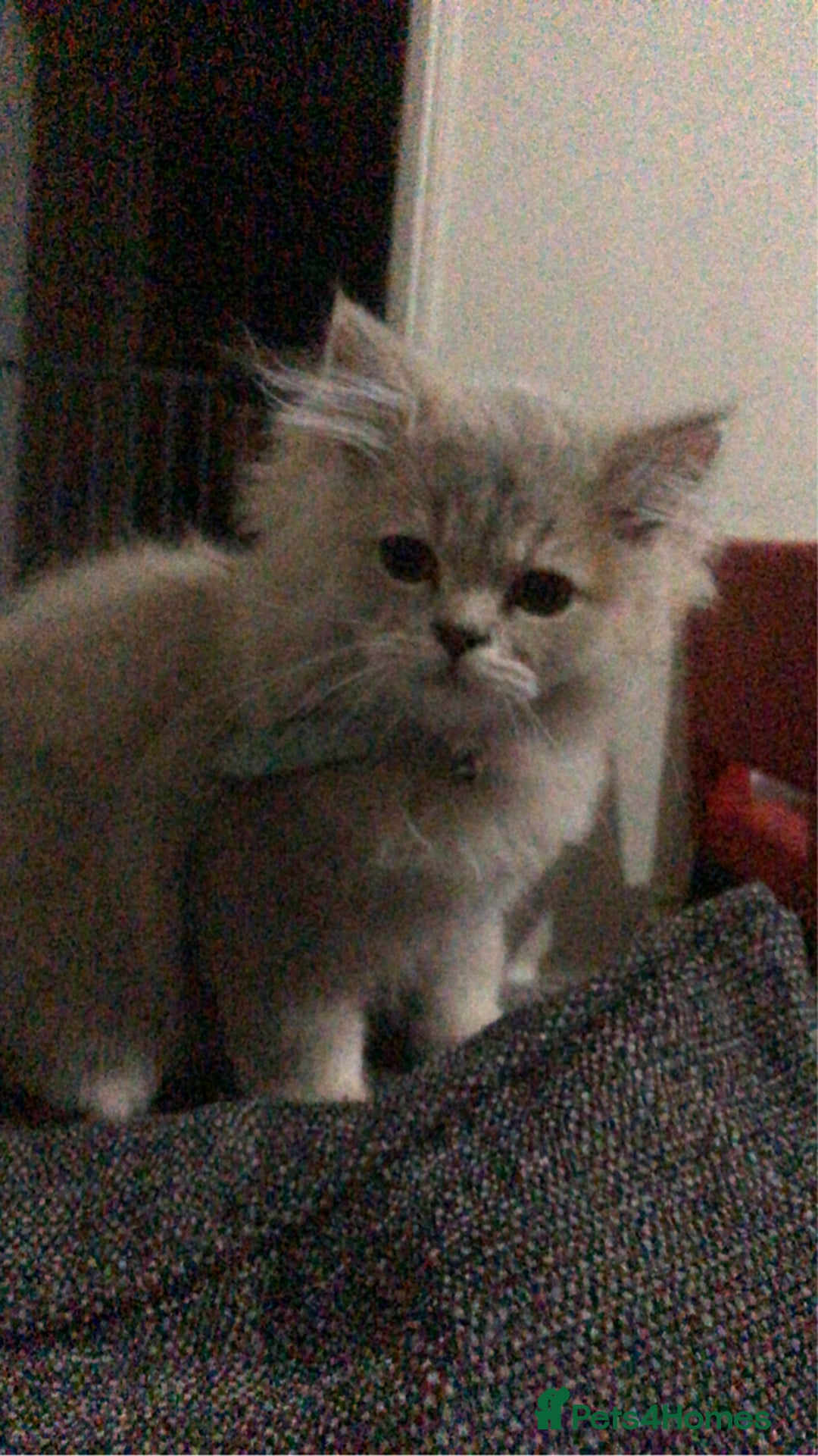 British Longhair cats for sale: British long hair kittens for sale  - Image 6