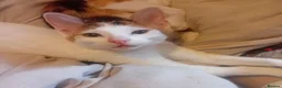 Mixed Breed cats for sale: Gorgeous white calico with different colour eyes - Advert 1