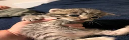 Mixed Breed cats for sale: 4 Beautiful KITTENS in Pontefract - Advert 12