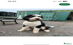 Labradoodle dogs for sale: STANDARD SIZE, HEALTH TESTED, SUPER CURLY COATS - Image 16