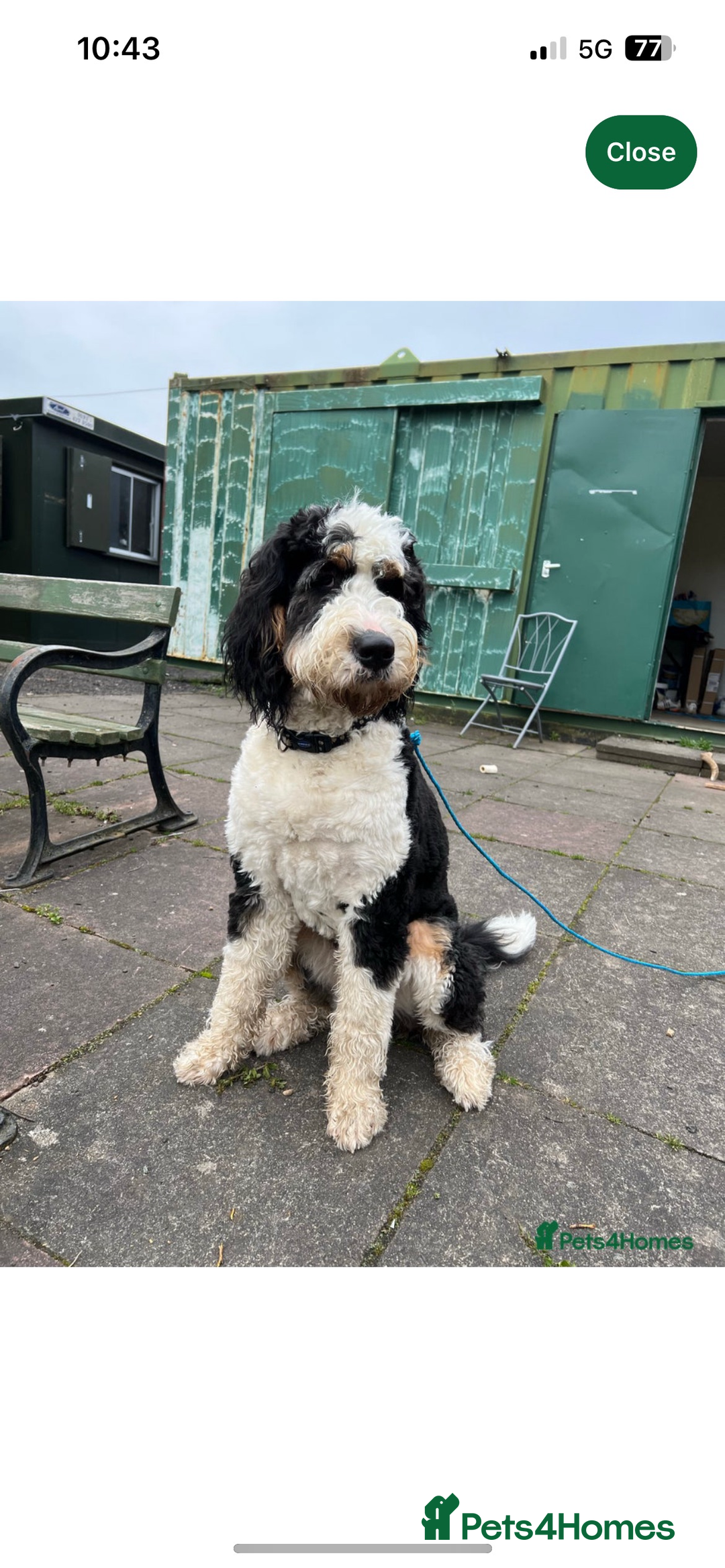 Labradoodle dogs for sale: STANDARD SIZE, HEALTH TESTED, SUPER CURLY COATS - Image 16