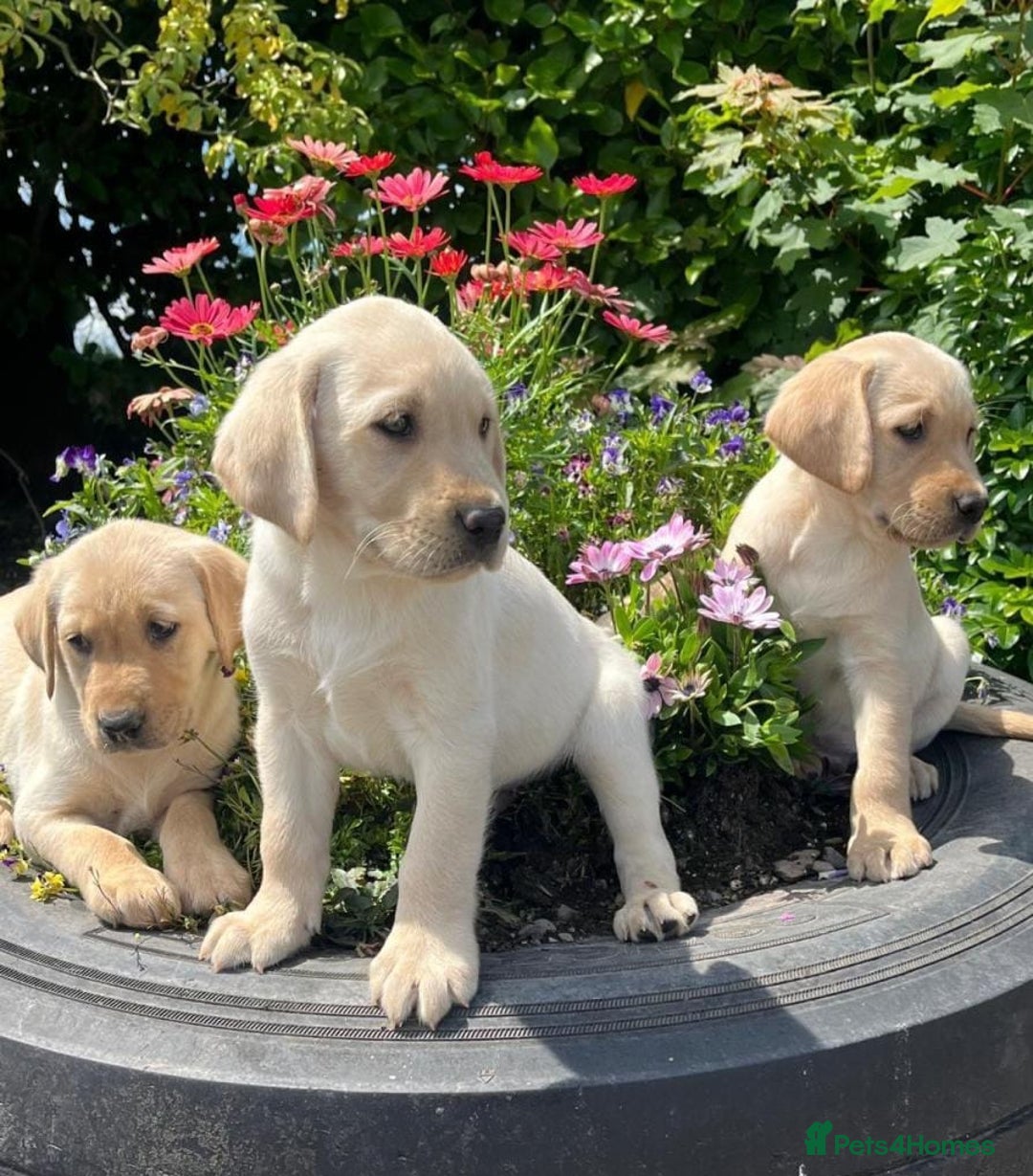 Labrador Retriever dogs for sale: Labrador puppies - Image 3
