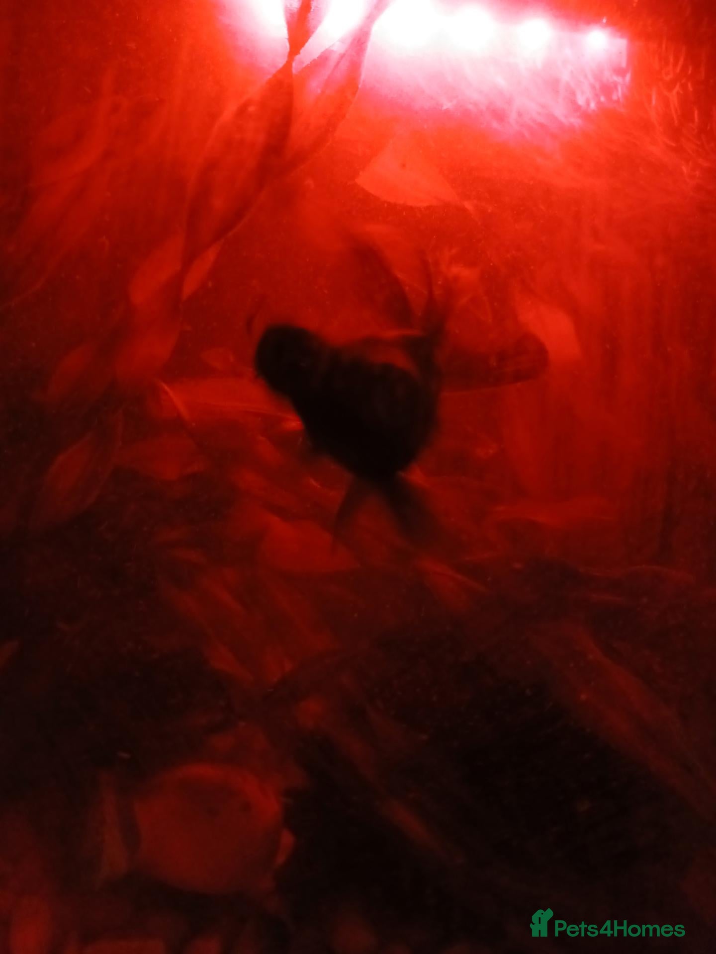 Goldfish fish 2 Black moor fish - Advert 8
