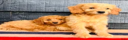 Mini Goldendoodle dogs for sale: 🧡❤️ GORGEOUS MINI GOLDENDOODLE PUPPIES ❤️🧡 - Advert 8