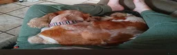 Cocker Spaniel dogs for sale: 3 Year Old Cocker Spaniel - Advert 4