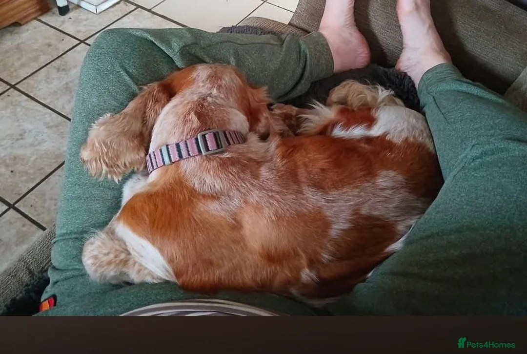 Cocker Spaniel dogs for sale: 3 Year Old Cocker Spaniel - Advert 4