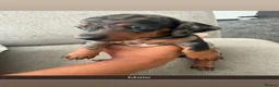 Miniature Dachshund dogs for sale: Stunning Miniature Dachshunds  - Advert 21
