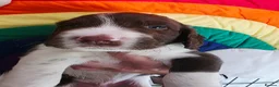 English Springer Spaniel dogs for sale: KC Health Tested, Home Reared 5 ⭐️ Liver Pups - Advert 23