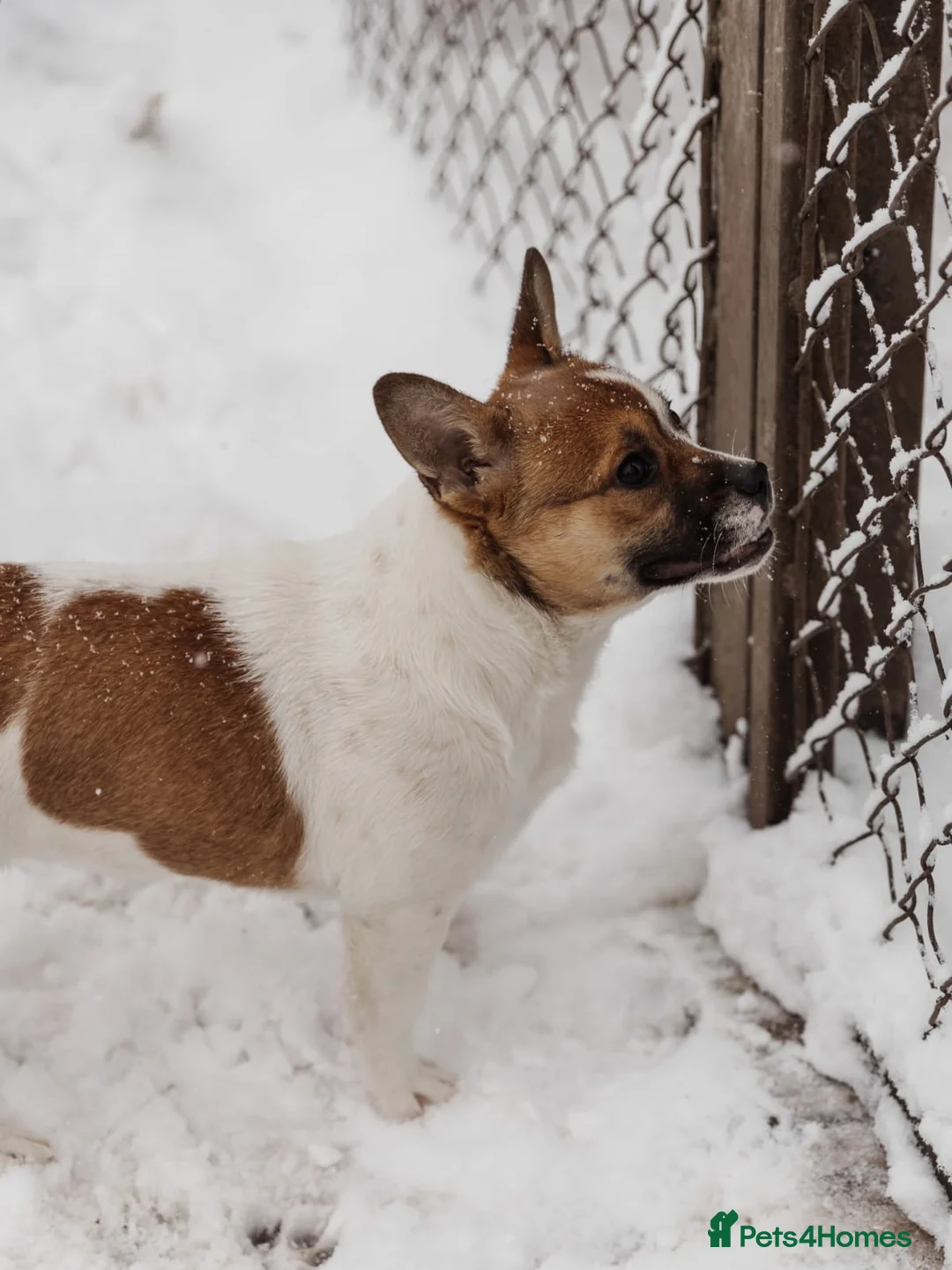 Mixed Breed dogs for adoption: 💖🐶 DEMI-MOON 🐶💖 - Advert 17