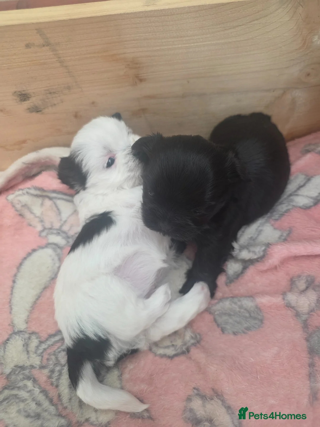 Malshi dogs for sale: Malshi  in Doncaster - Advert 6