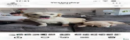 Golden Retriever dogs for sale: Beautiful golden babies  - Advert 5