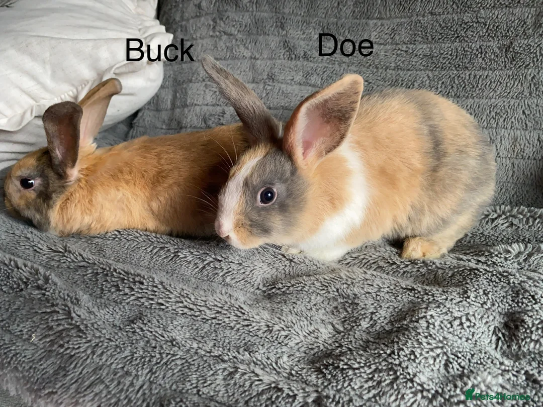 Harlequin rabbits for sale: Harlequin Buck and doe  - Advert 5