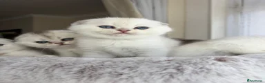 Scottish Fold Blue eyes Kitten 4