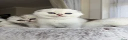 Scottish Fold cats for sale: Adorable Scottish Fold Kitten - Advert 21