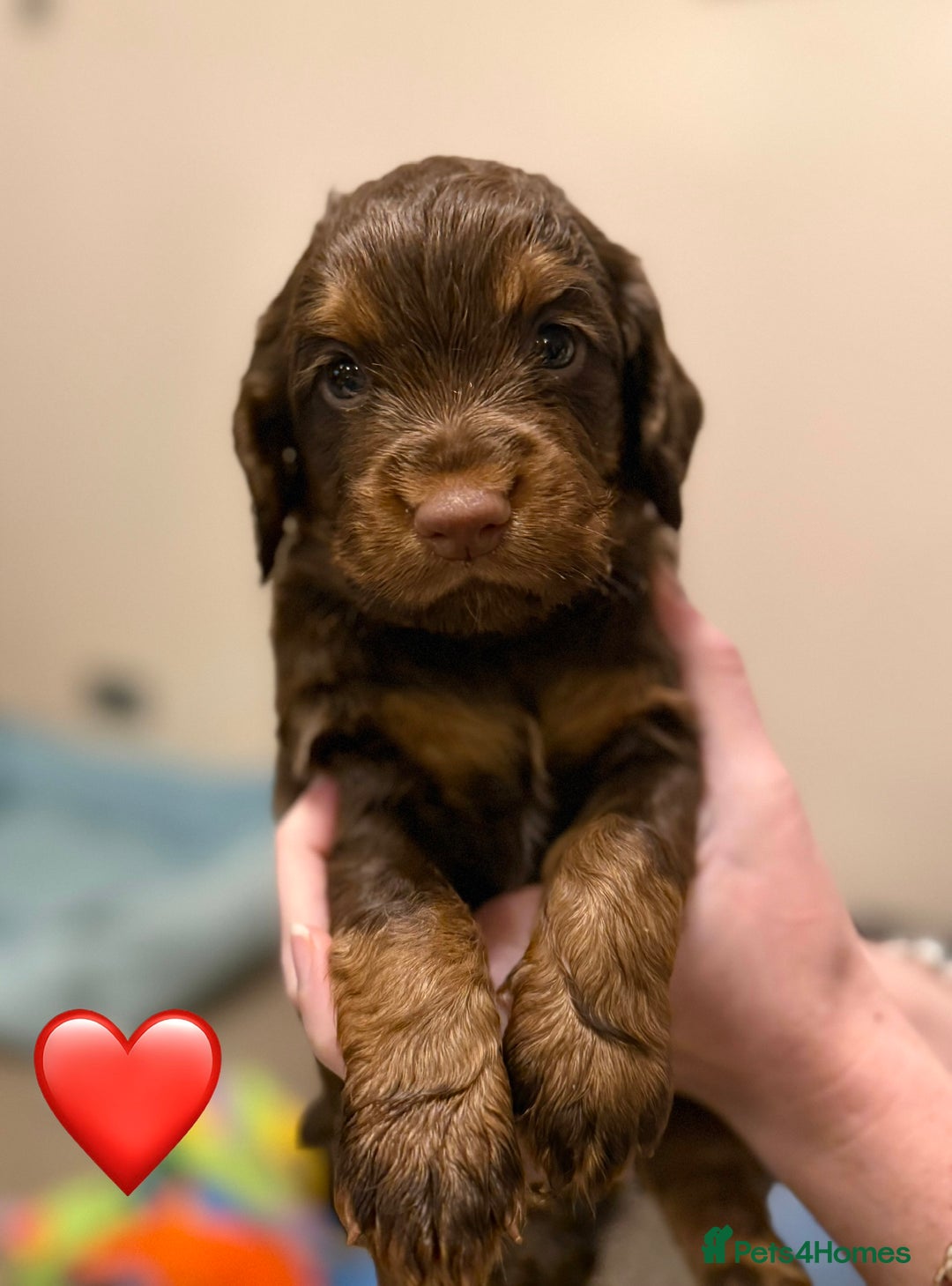Cocker Spaniel dogs for sale: ✨ Chocolate & Tan Cocker Spaniel Puppies ✨ - Advert 7