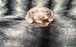 Miniature Dachshund dogs for sale: KC Registered Miniature Shorthaired Dachshund - Image 17
