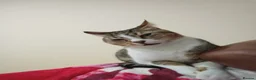 Arabian Mau cats for sale: Antar  - Advert 6