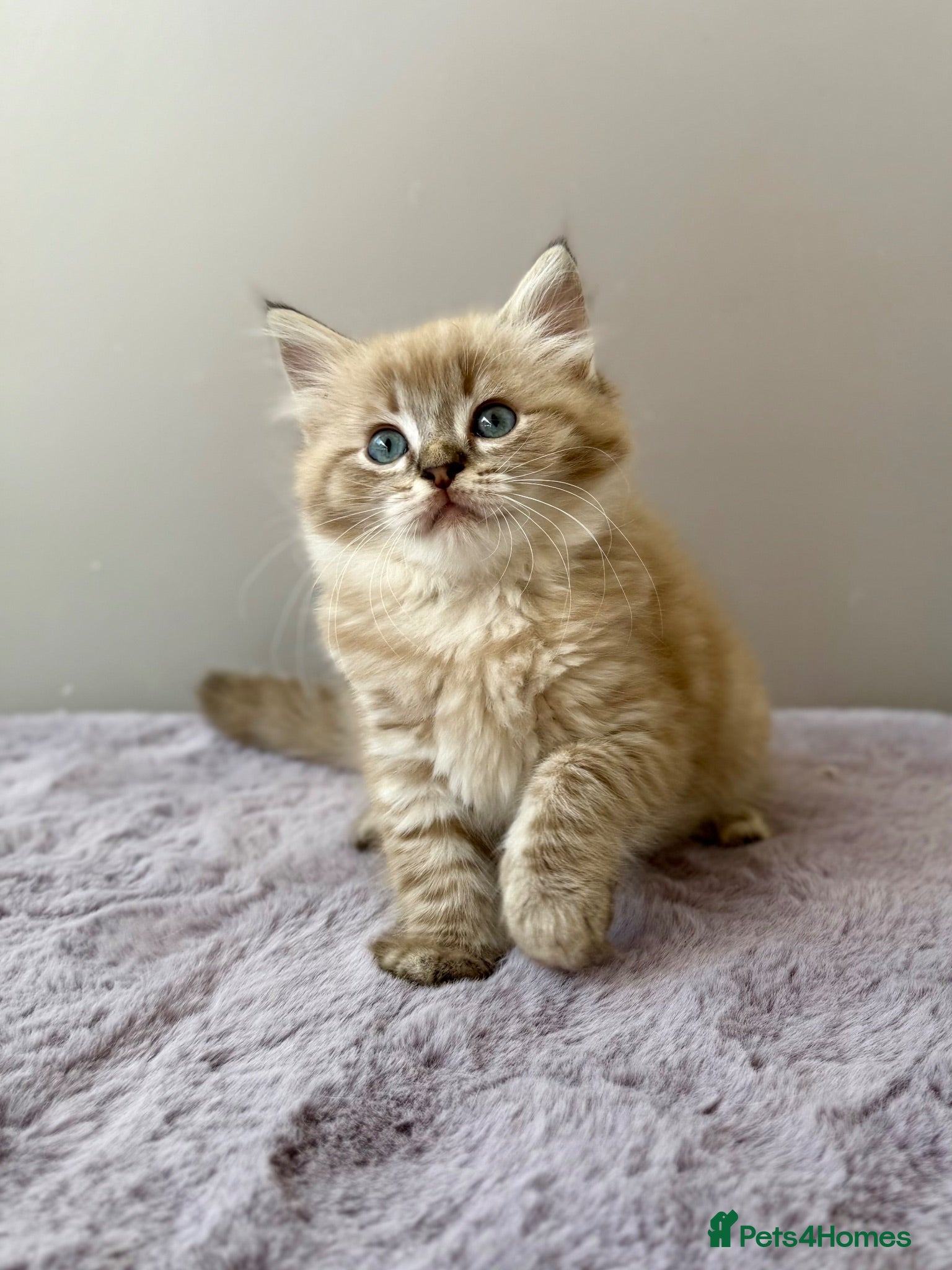 Ragdoll cats TICA registered cherubim ragdoll kittens - Advert 1