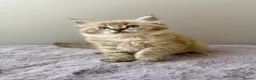 Ragdoll cats for sale: TICA registered cherubim ragdoll kittens - Advert 1