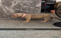 American Bully dogs for sale: Stunning pocket bullie’s  - Image 12