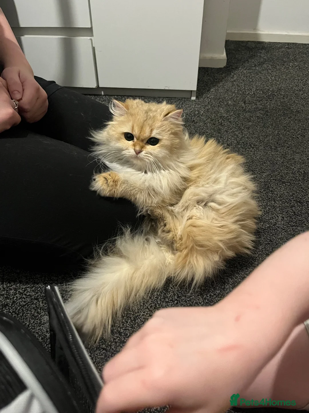 British Longhair cats for sale: Registered British longhair kittens - Advert 2