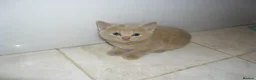 Mixed Breed cats for sale: 8 BEAUTIFUL KITTENS FOR SALE TO LOVING HOMES - Advert 7