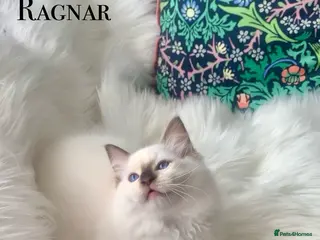 Ragdoll cats Ready Gccf Anne Baker champion Ragdoll kittens - Advert 4