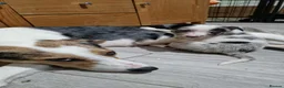 Border Collie dogs for sale: Border Collie Merle 7months  in Worcester - Advert 3