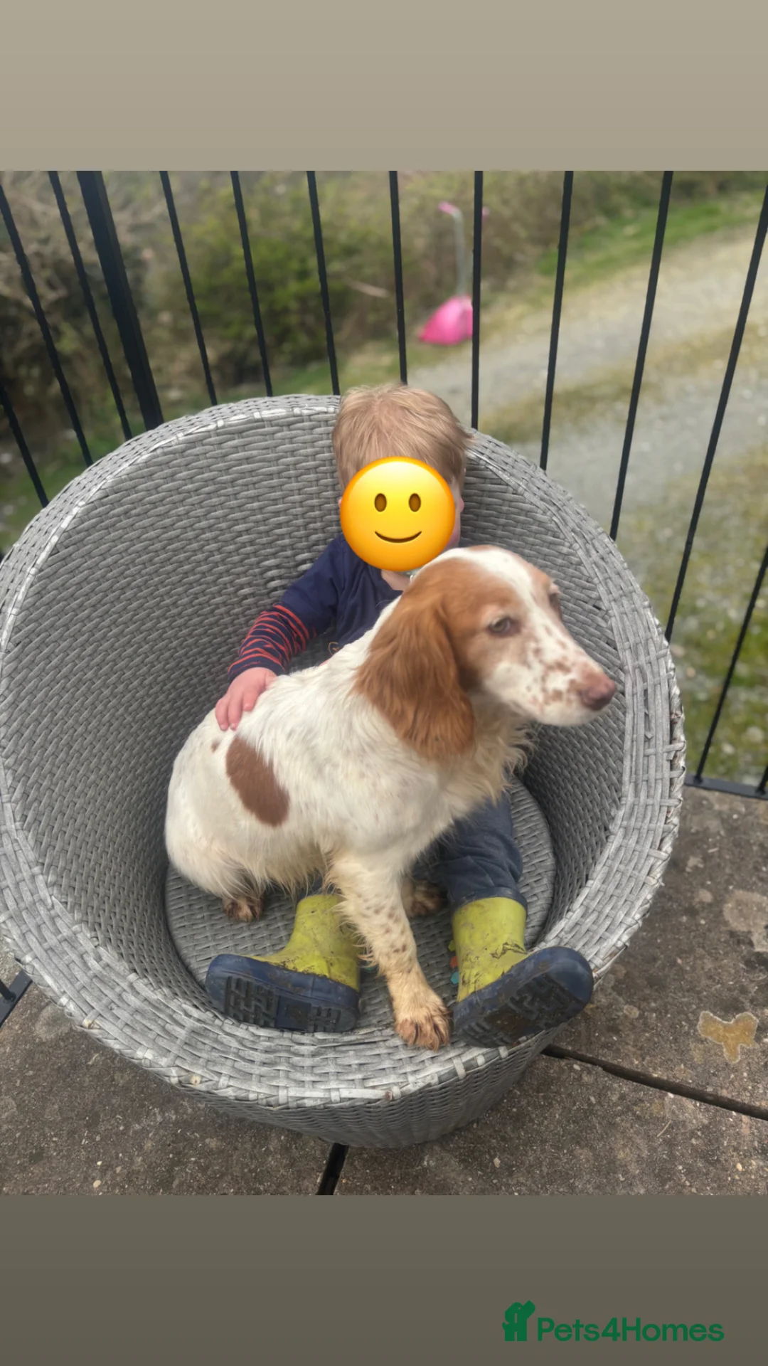 Cocker Spaniel dogs for sale: Cocker spaniel puppies due  in Machynlleth - Advert 1