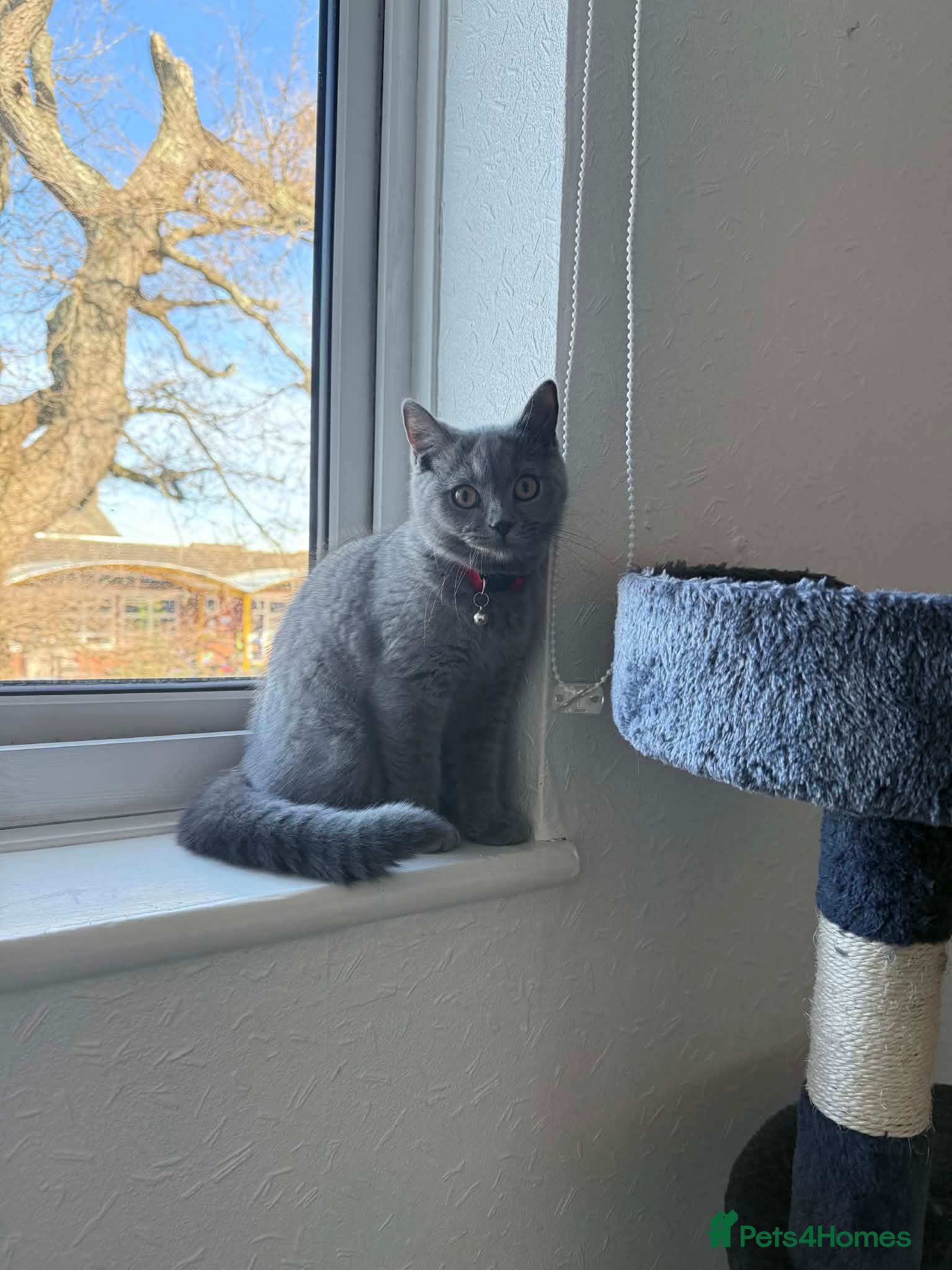 British Shorthair cats British shorthair  - Advert 2