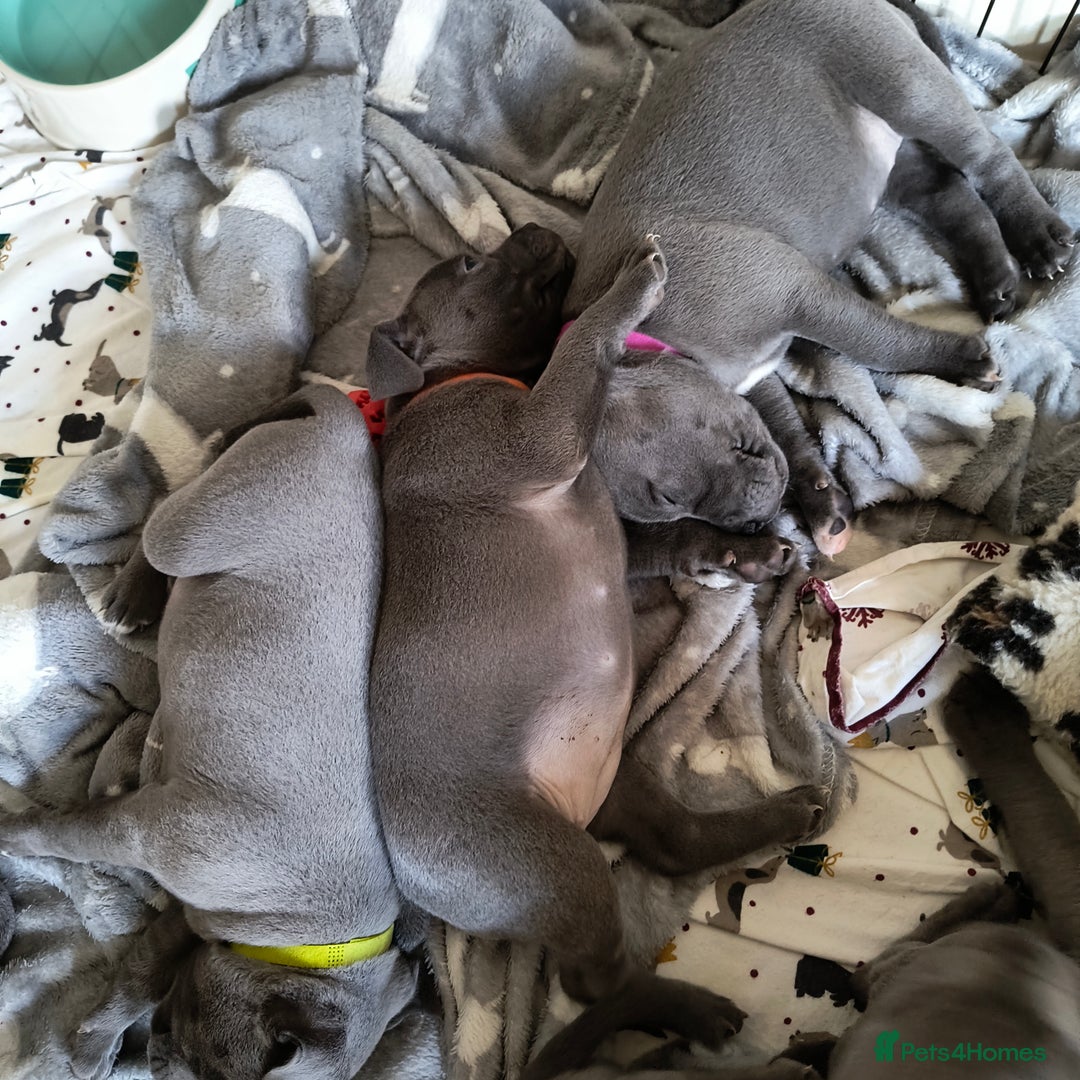 Staffordshire Bull Terrier dogs for sale: Blue Staffordshire Bull Terrier puppies, KC reg. - Image 4