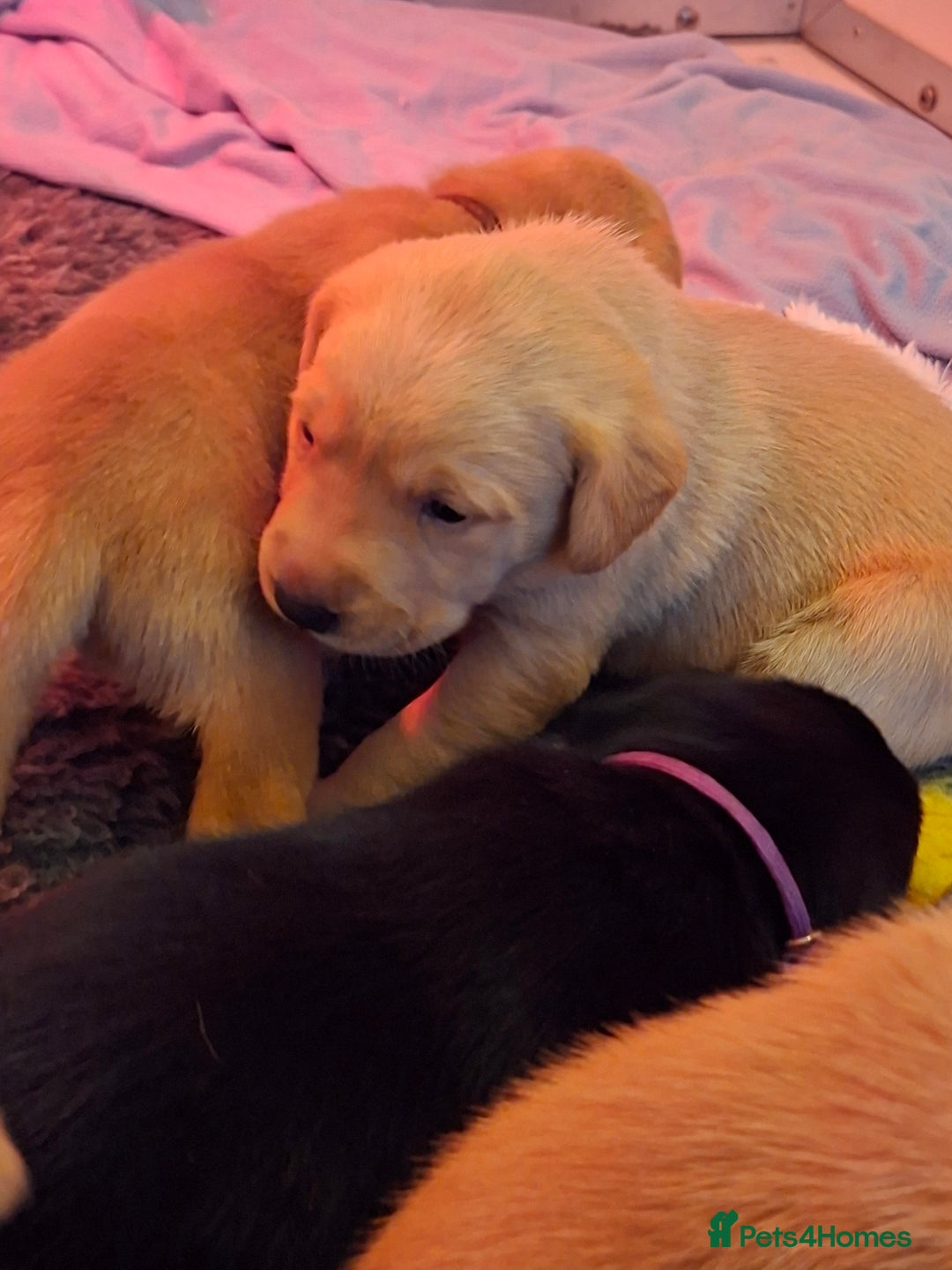 Labrador Retriever dogs for sale: Labrador Retriever litter - Advert 5