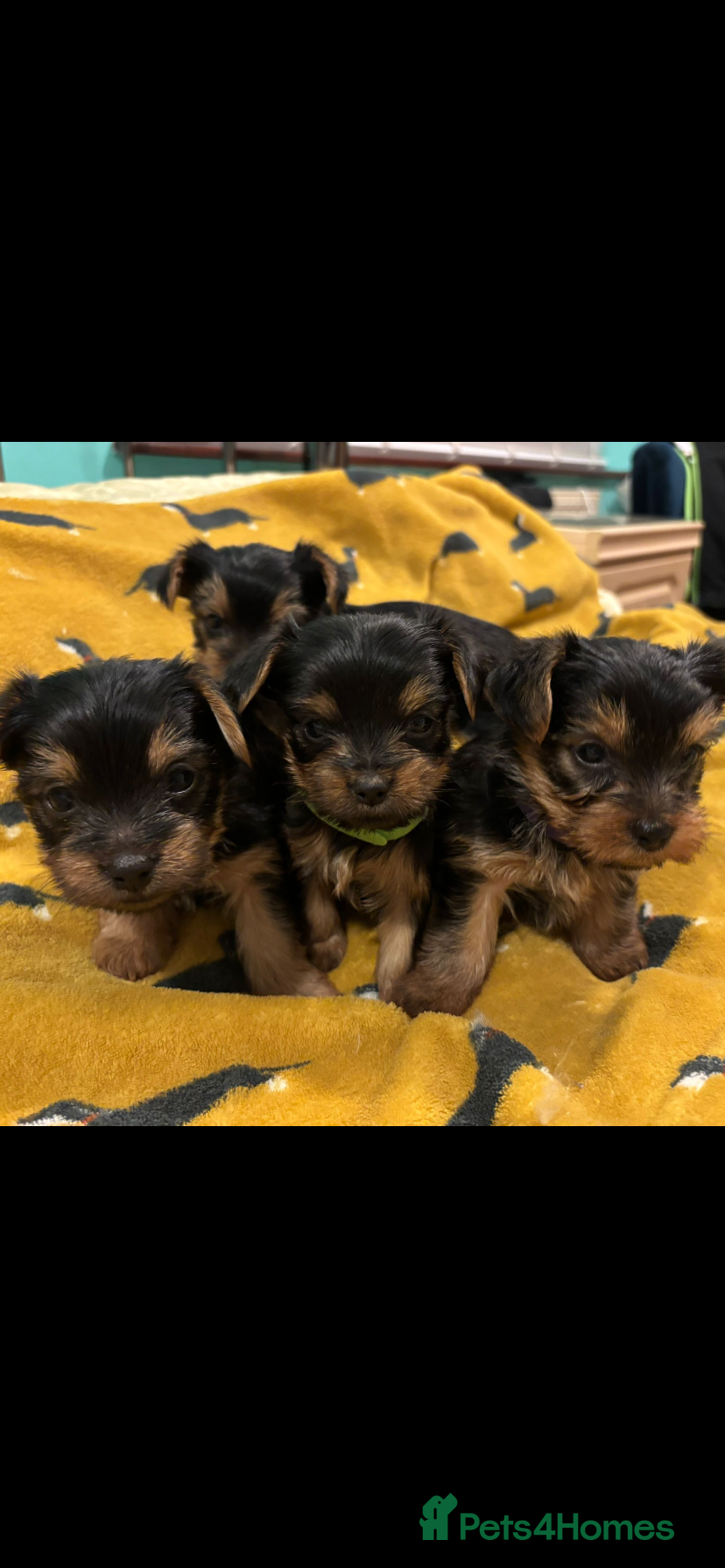 Yorkshire Terrier dogs 4 Stunning Minature Yorkshire terriers for sale  - Advert 10