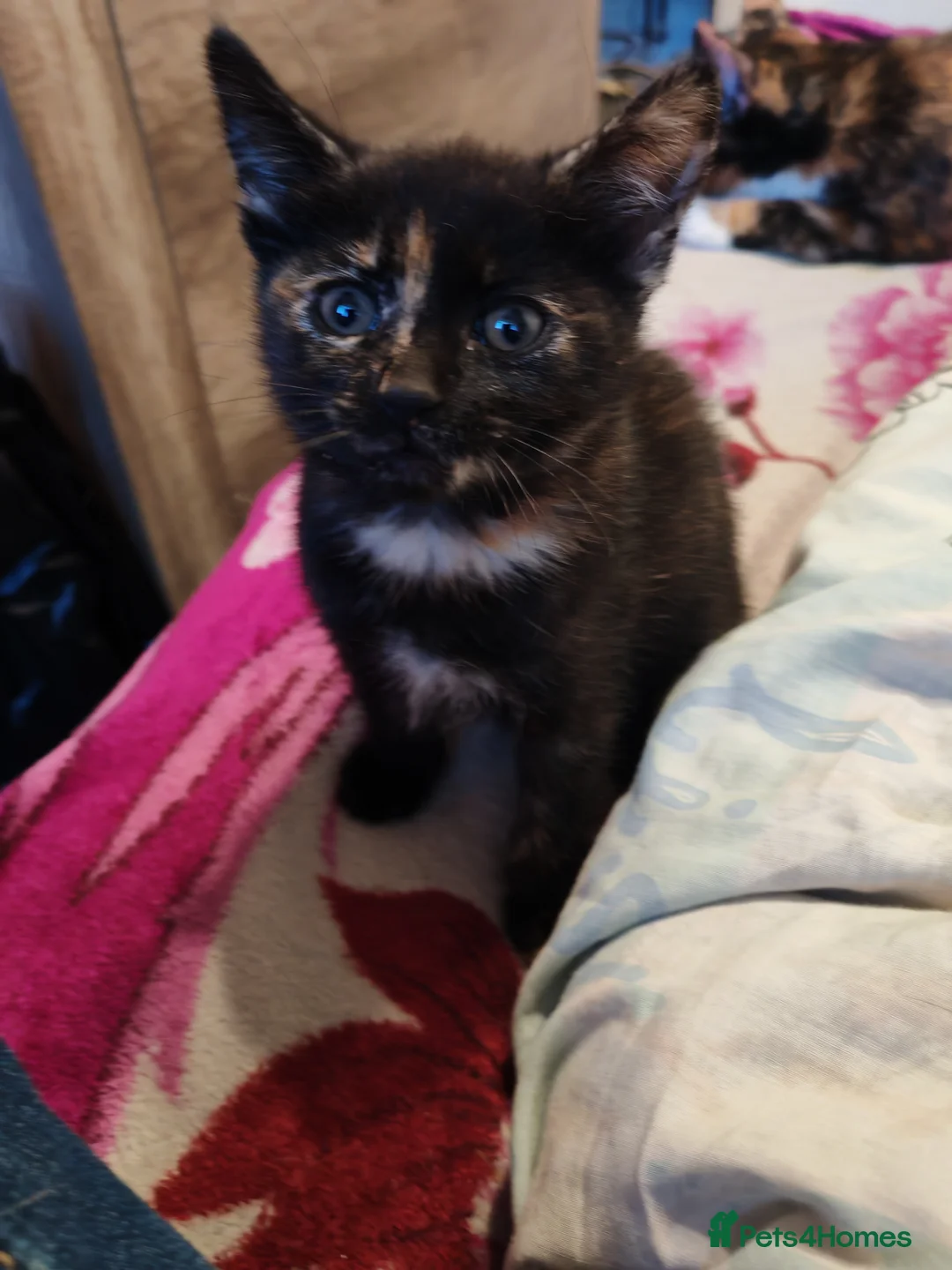 Mixed Breed cats for sale: Lovely kitten for sale. - Advert 2