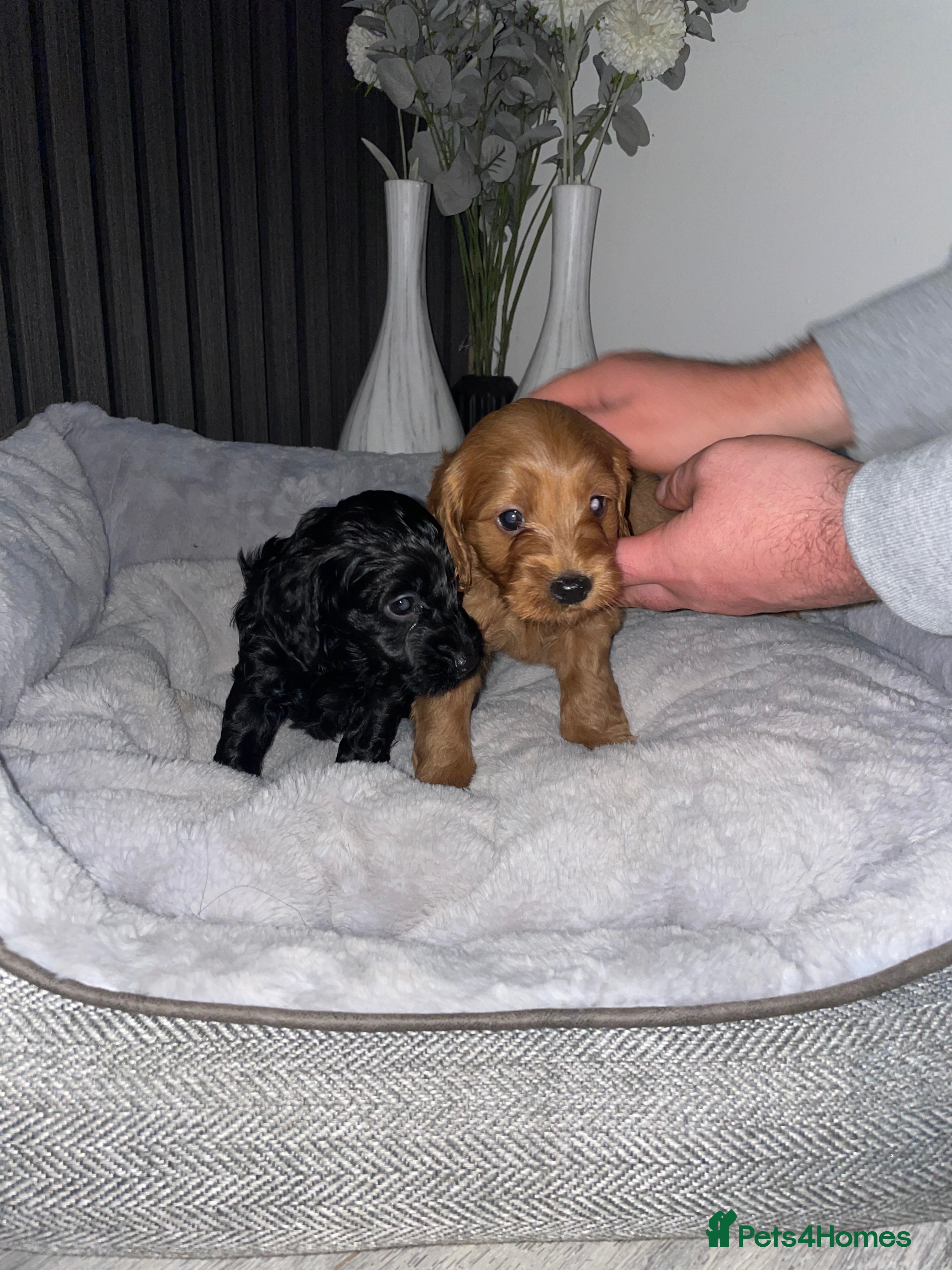 Cockapoo dogs F1 Cockapoo Puppies  - Advert 2