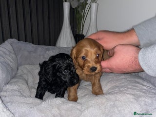 Cockapoo dogs F1 Cockapoo Puppies - Advert 1