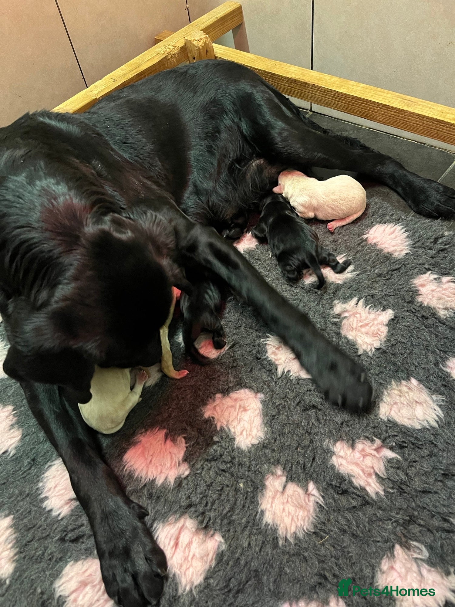 Labrador Retriever dogs Lovely and Lively Labrador Puppies for sale - Advert 2