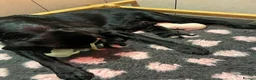Labrador Retriever dogs for sale: Lovely and Lively Labrador Puppies for sale - Advert 2