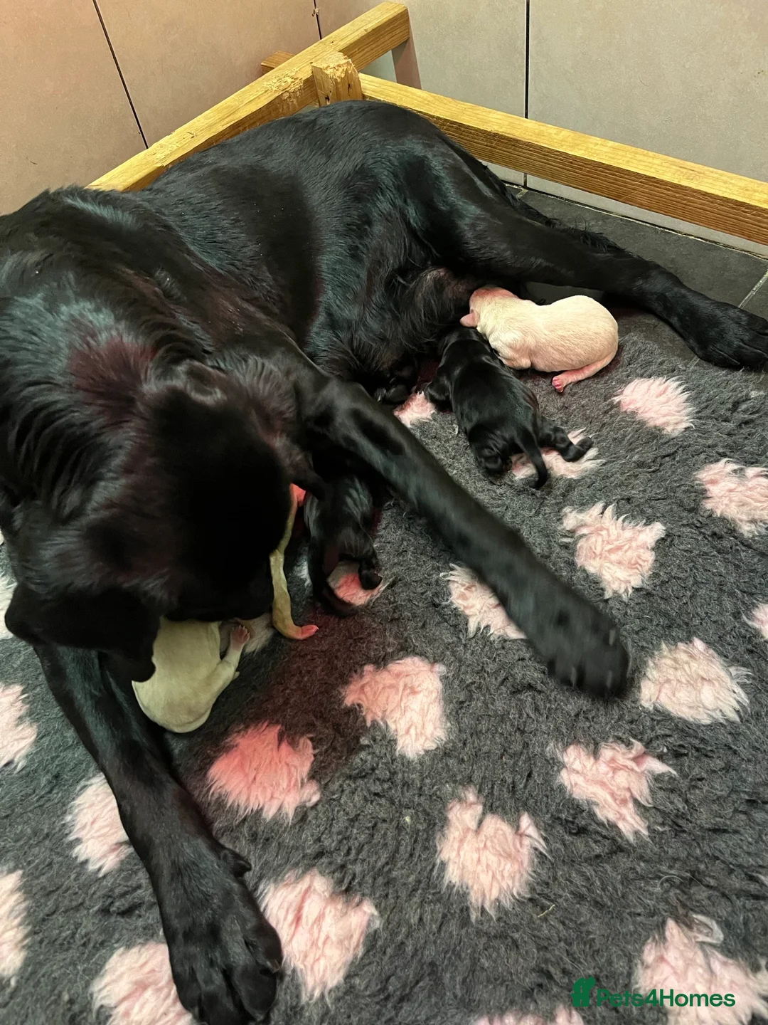Labrador Retriever dogs for sale: Lovely and Lively Labrador Puppies for sale - Advert 2