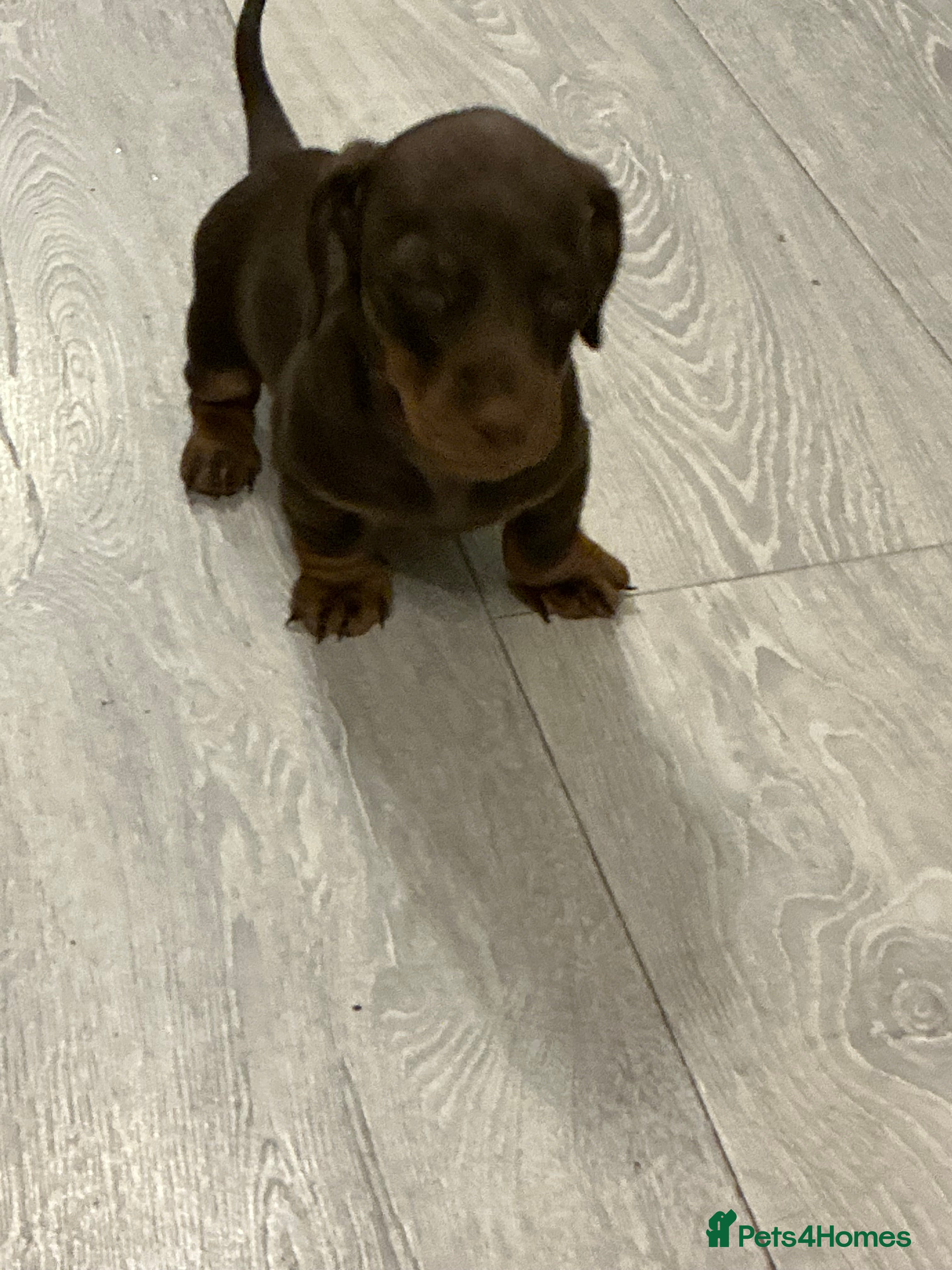 Miniature Dachshund dogs 🏆 KC registered Miniature Dachshund PRA clear 🏆 - Advert 7