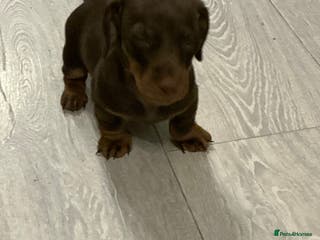 Miniature Dachshund dogs 🏆 KC registered Miniature Dachshund PRA clear 🏆 - Advert 7