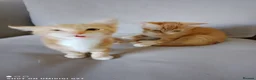 Bengal cats for sale: Bengal Tiger x British short haired  - Advert 3