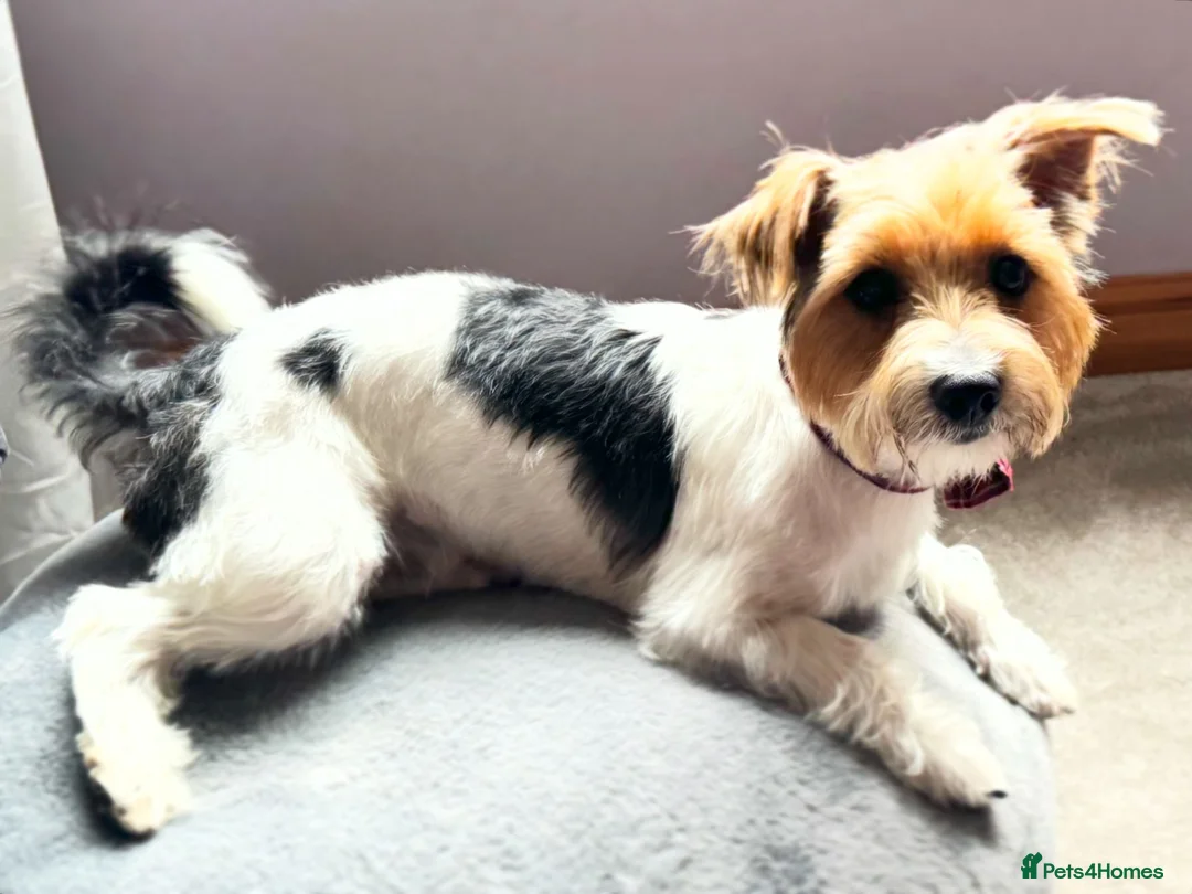 Yorkshire Terrier dogs for adoption: 🐾🍪COOKIE – a Charming Little Y.T. Gentleman 🍪🐾 - Advert 1