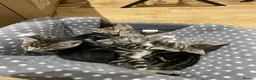 Domestic Shorthair cats for sale: 4 Shorthair kittens - Advert 1