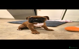 Boxer dogs for sale: Stunning male boxer puppies  - Image 10
