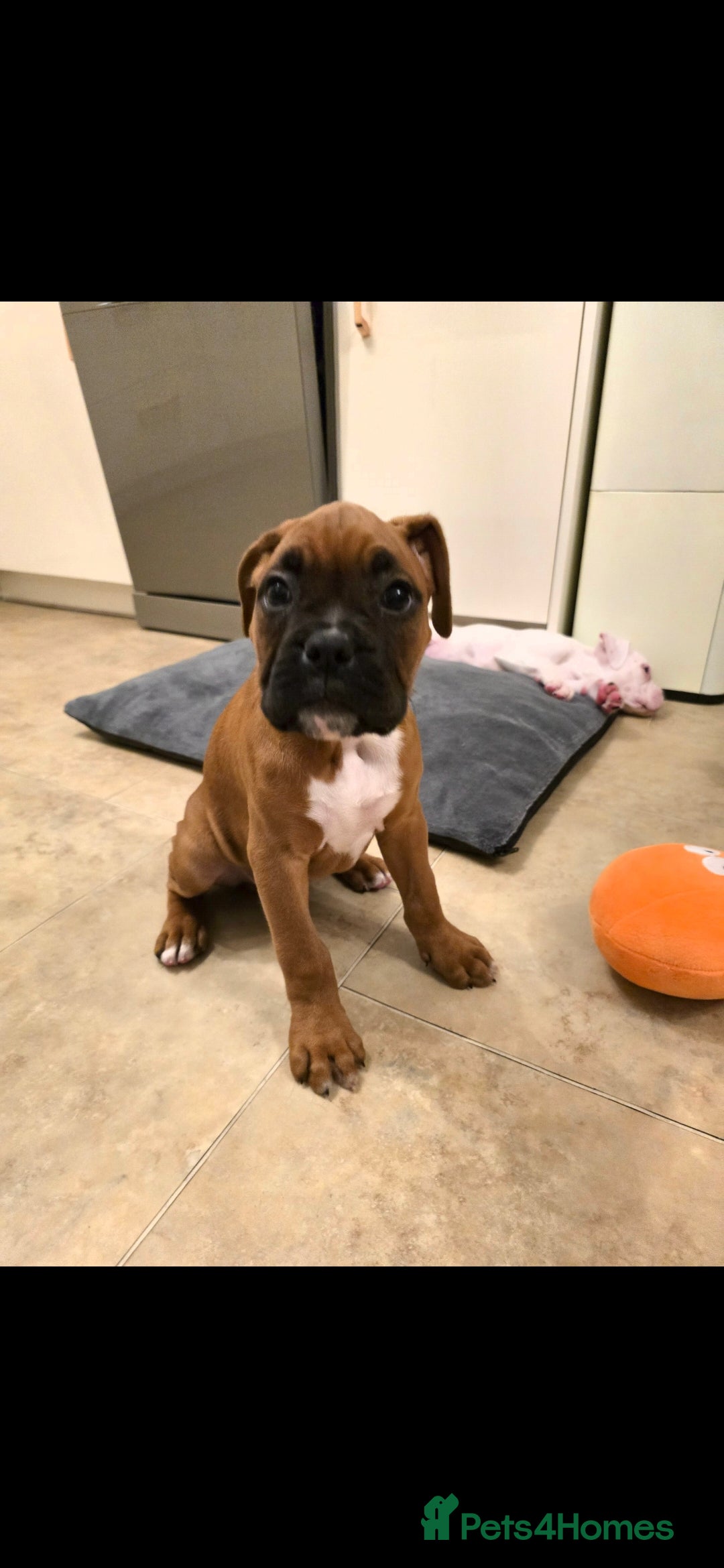 Boxer dogs for sale: Stunning male boxer puppies  - Image 10