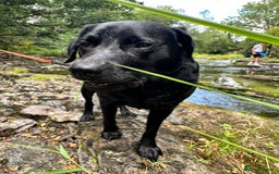 Labrador Retriever dogs for stud: Stanley the Stud - Image 4