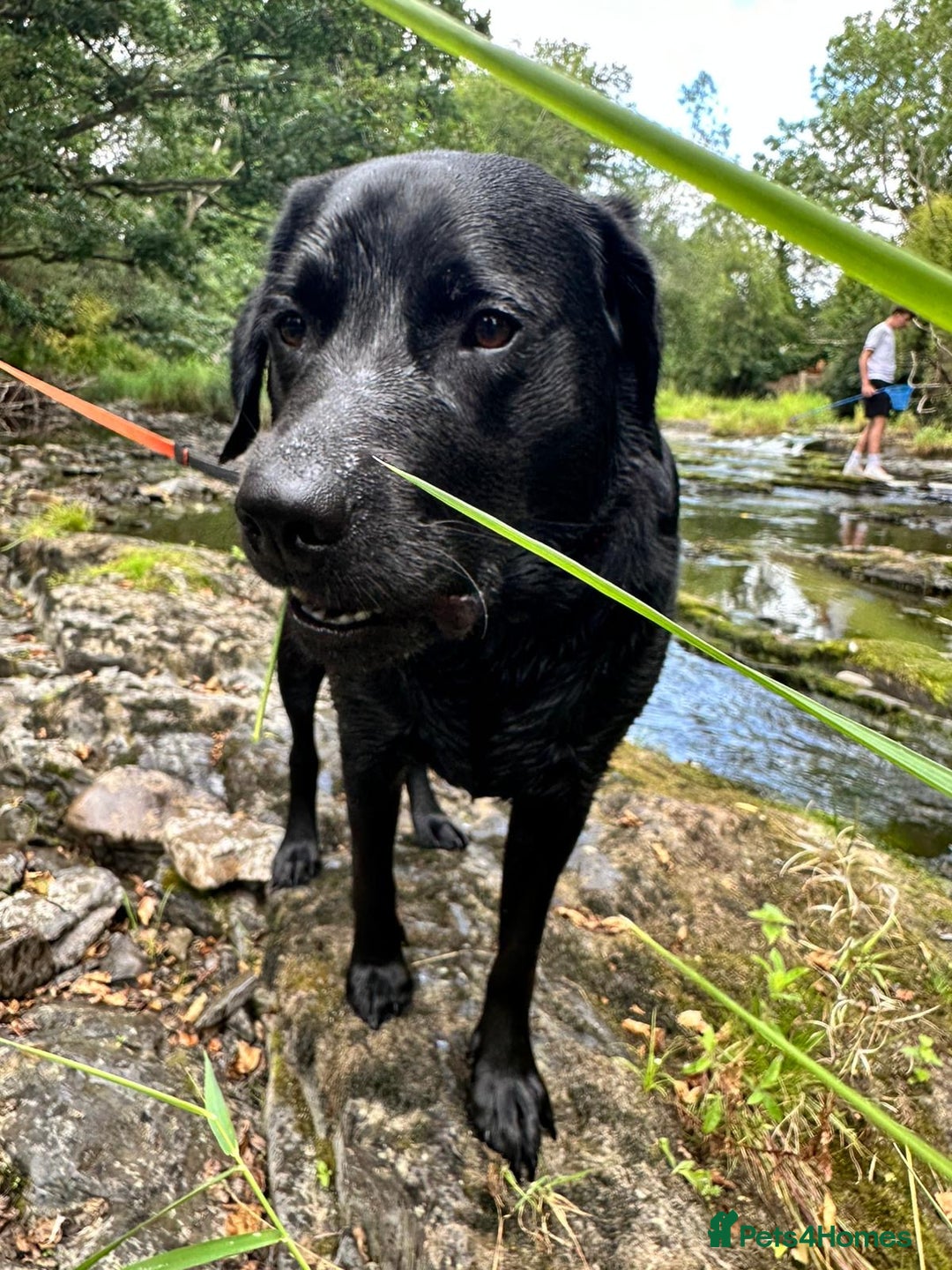 Labrador Retriever dogs for stud: Stanley the Stud - Image 4