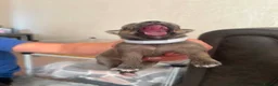 Chihuahua dogs for sale: Ready to love, gorgeous chihuahua puppies - Advert 14